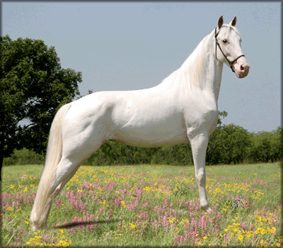 http://www.horse-genetics.com/images/Aspen-sabino-white.gif