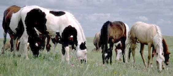 Basic Principles of Genetics: Exceptions to Simple Inheritance