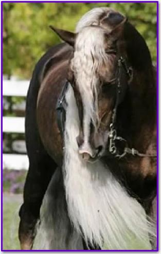 what a fabulous mane