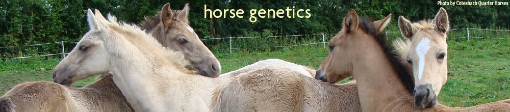 http://www.horse-genetics.com/sd/image-files/top-1000-wide-5.jpg