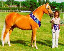the cream allele in the horse is a mutant form of the membrane associated transport protein gene