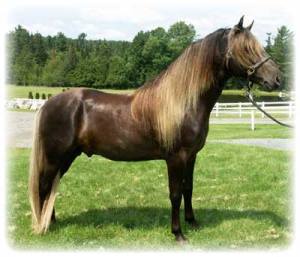 Rocky Mountain stallion CGF Absolutely Incredible (Able)
