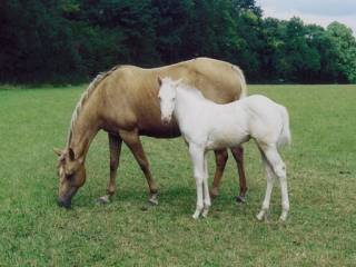 Palomino Color Chart