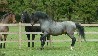 Applewitch Pure Magic is a heterozygous roan New Forest Pony stallion