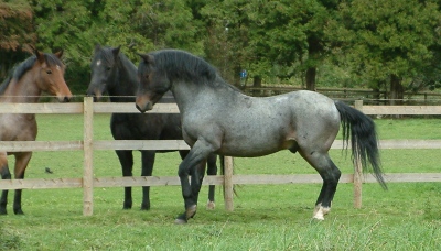 Applewitch Pure Magic - bay roan  New Forest pony stallion