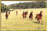 bay Caspian horses
