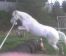 Glynis' part bred Arab Bess, learning to jump