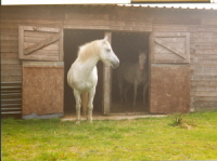 Bess and Kitty in the stables