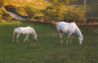 Bess in the field with Kitty