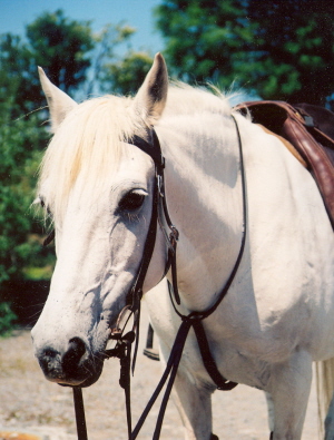 A sweet natured mare