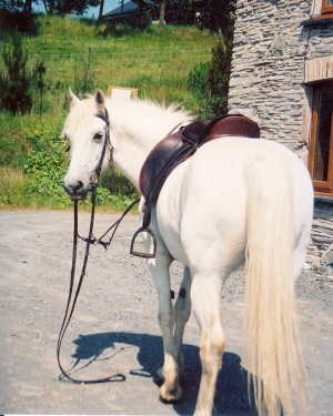 posing for her photo in English tack