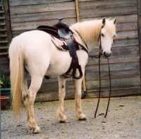 Bess in Western tack