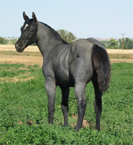 Aqha Color Chart