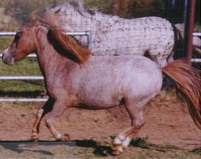 CR Spanish Creek Contessa - Red Varnish Roan Appaloosa Mare