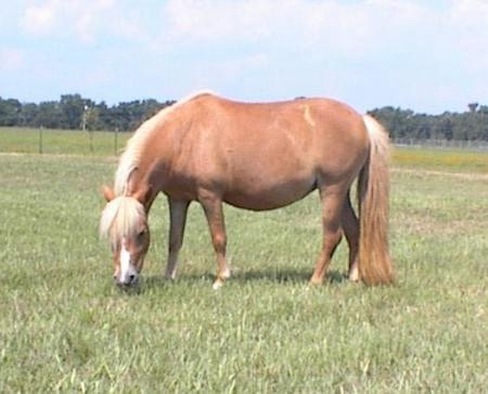 A sorrel miniature mare owned by Lauralees Minatures. 