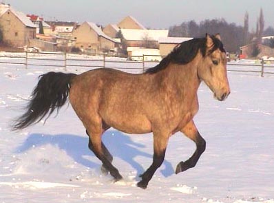 buckskin Nugget