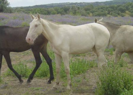 pearl cream Lusitano mare Clara