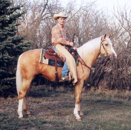 photo of palomino stallion Cook N Oak 