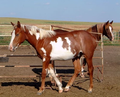 Coy, chestnut overo son of SS Hympressive Coy