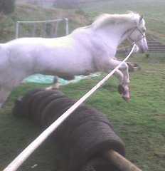 Bess jumping on lunge
