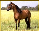 Caspian stallion Da Dan