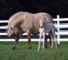 brunblakk Fjord mare Dina and her brunblakk foal Nova