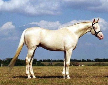Cremello Thoroughbred stallion El Dorado