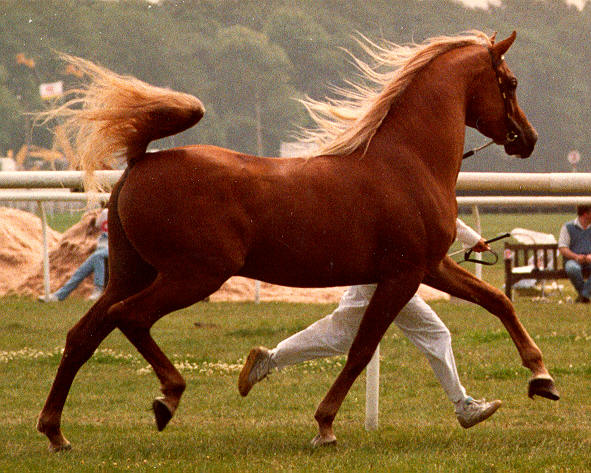 flaxen chestnut pony