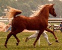 Eldyr-a perfect chestnut for palomino breeding