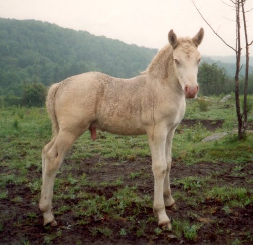 FG Luna is kvit - the rarest color of Norwegian Fjord horses.