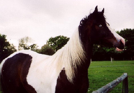 Bay tobiano filly Apache Fable. This photo shows that tobiano horses, like other paints, sometimes have blue eyes.