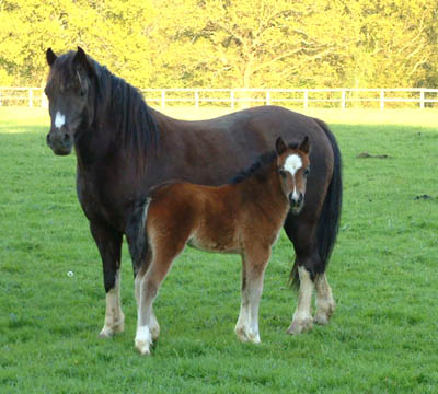 smoky black mare with her bay foal
