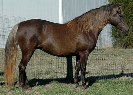 Rare silver dapple Morgan mare Foxton Frosty Dawn