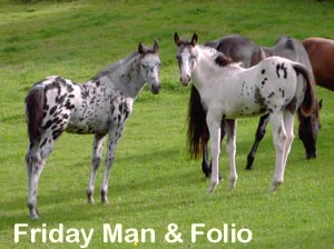 The Appaloosa, or Palouse Horse - Western Horseman