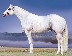  GQ Santana dominant white quarter horse