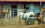 Olga as a foal with her mum and dad