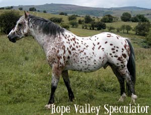 Hope Valley Speculator