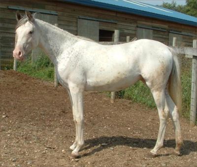Dominant White Arab mare Khey To My Heart