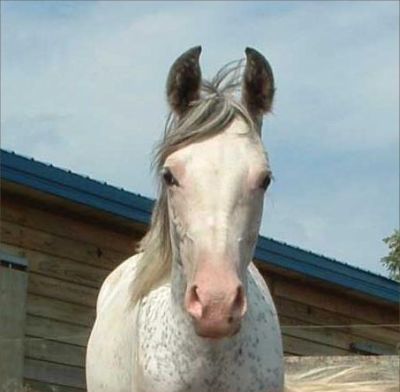 dominant white in horses