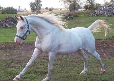 Dominant White Arab Kholor By Design