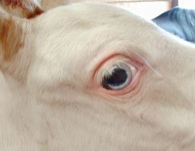 Right eye of Dominant White Arab Kholor By Design