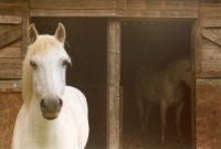 Bess and Kitty in the stables