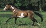 TB stallion Nite Spot