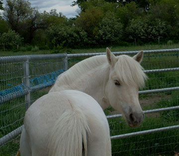 OH Yenna is a rare yellow dun Fjord mare