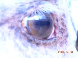 Gold cream AQH, showing a hazel eye and pinky purple mottled skin typical of champagne horses