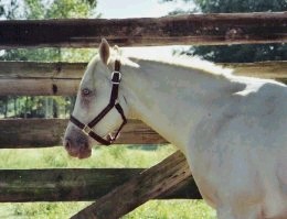 Gold cream AQH stallion Peppy Bar Cougarand 