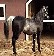 Rabicano Arab Aswad