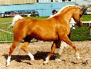 Shulay Faberge - a perfect palomino stallion