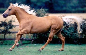 Sedgehill Gold - Kitty's dad of Cotesbach Quarter Horses, UK