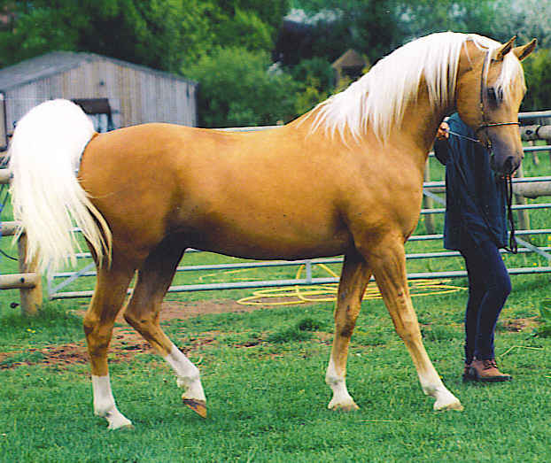 Shulay Faberge palomino stallion